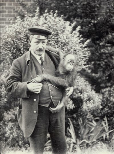 Keeper Z. Rodwell holding young Orangutan at London Zoo, October 1913 by Frederick William Bond